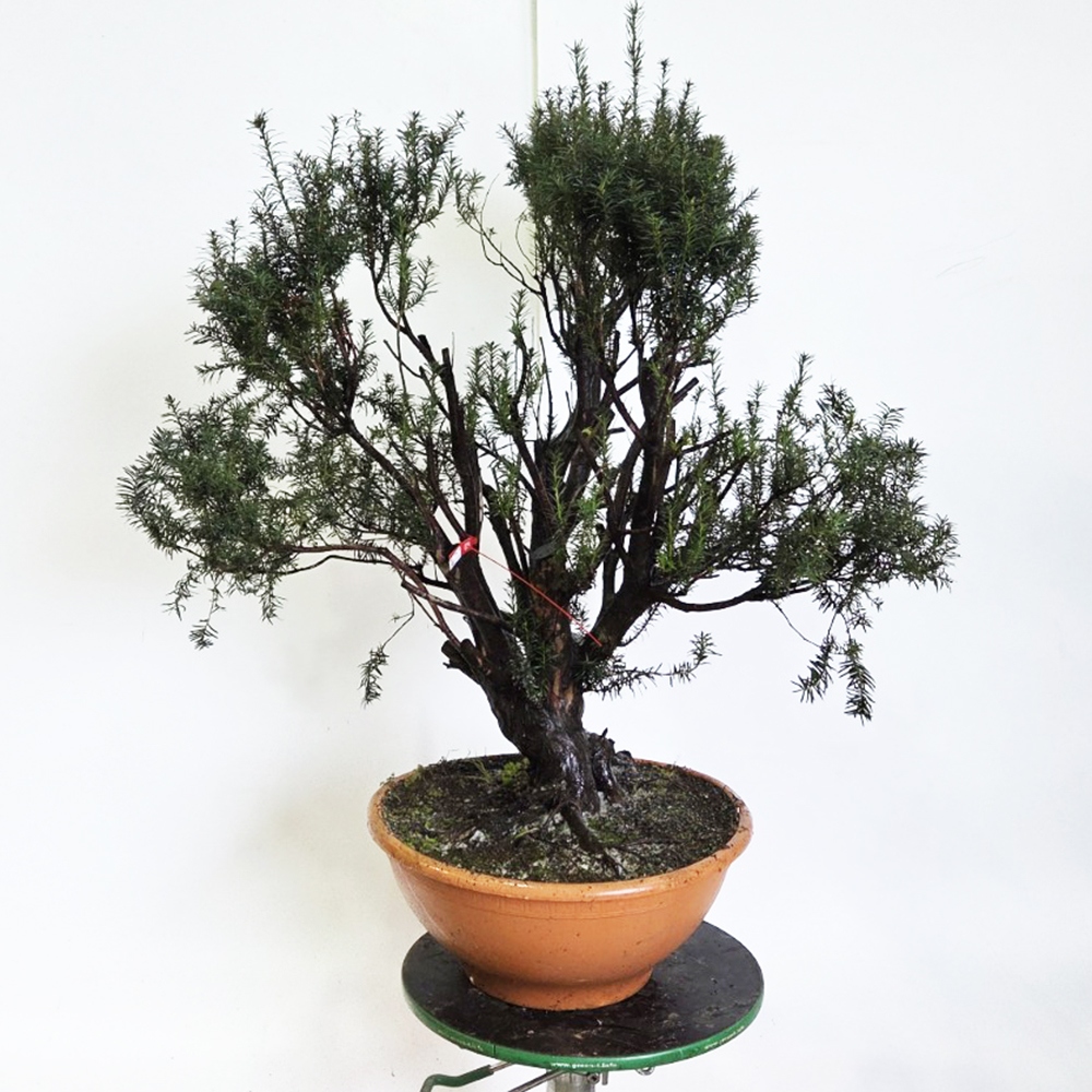 Venkovní bonsai Tis červený - Taxus bacata