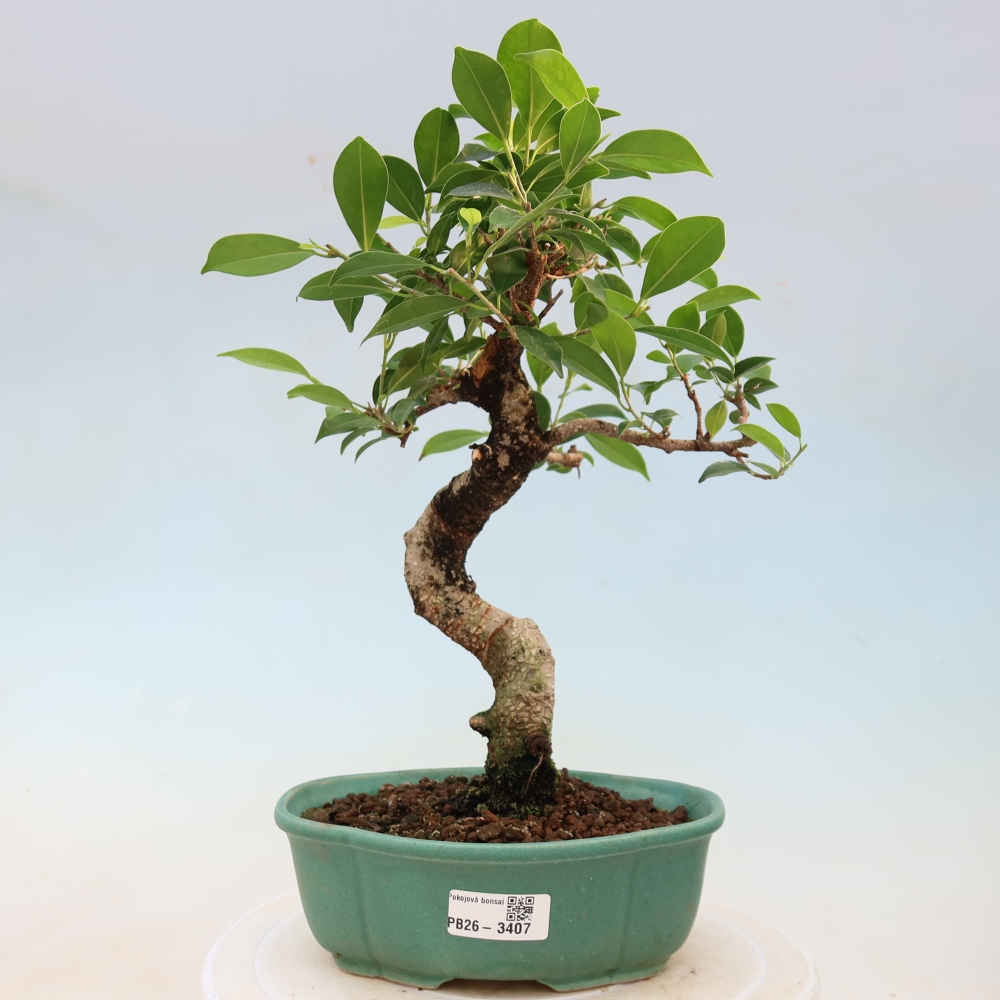 Pokojová bonsai - Ficus kimmen -  malolistý fíkus