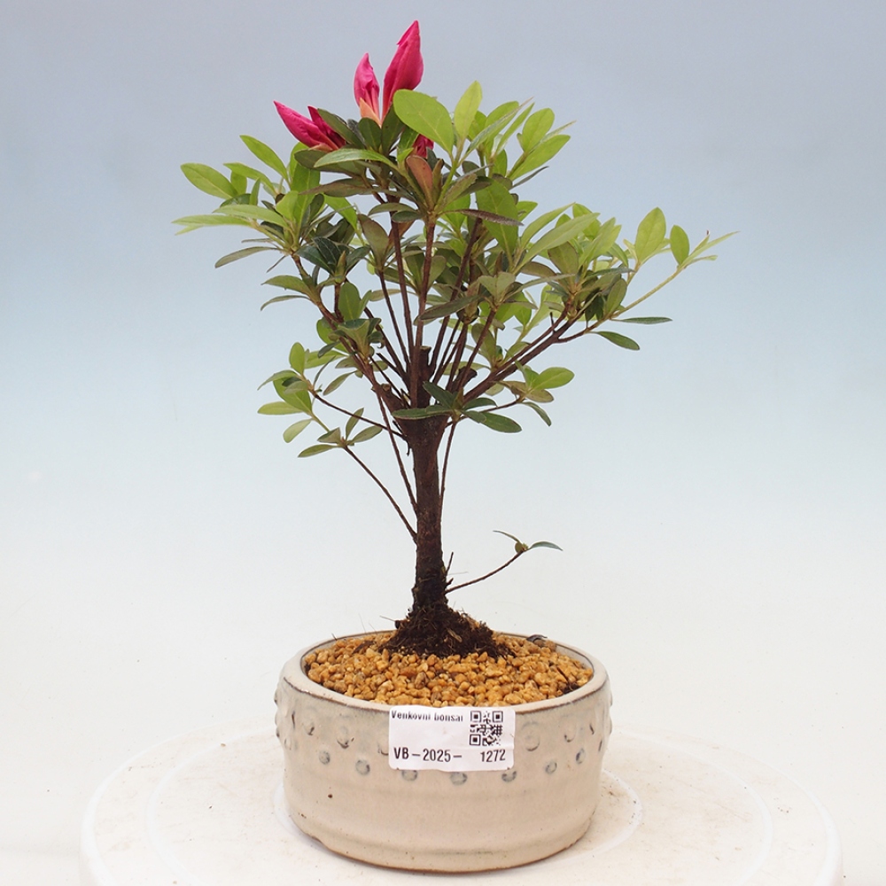 Venkovní bonsai - Japonská azalka - Azalea sp.