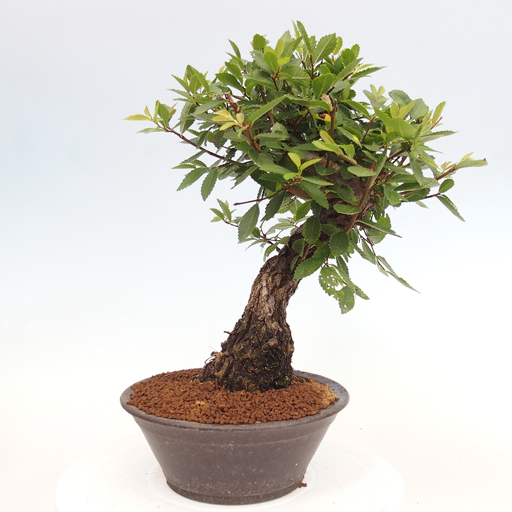 Venkovní bonsai - Zelkova - Zelkova serrata