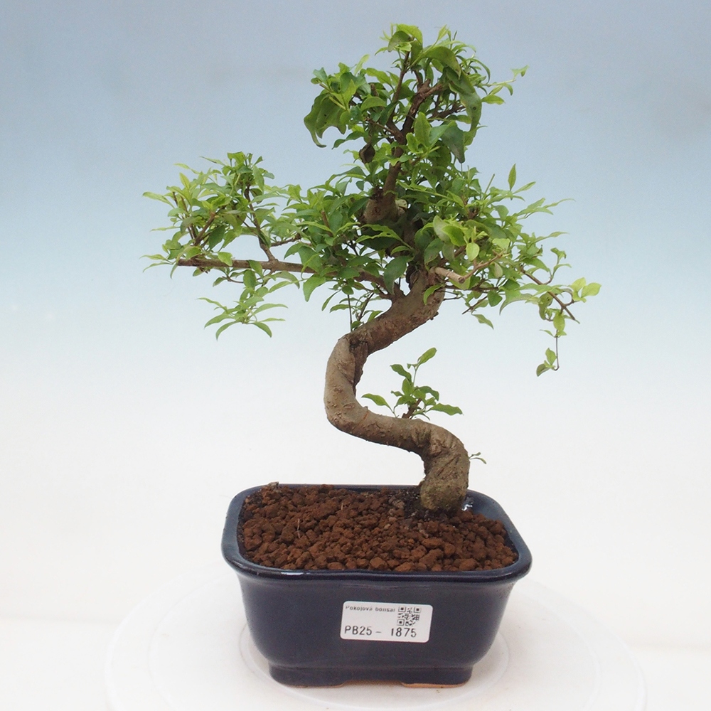 Pokojová bonsai -Ligustrum chinensis - Ptačí zob