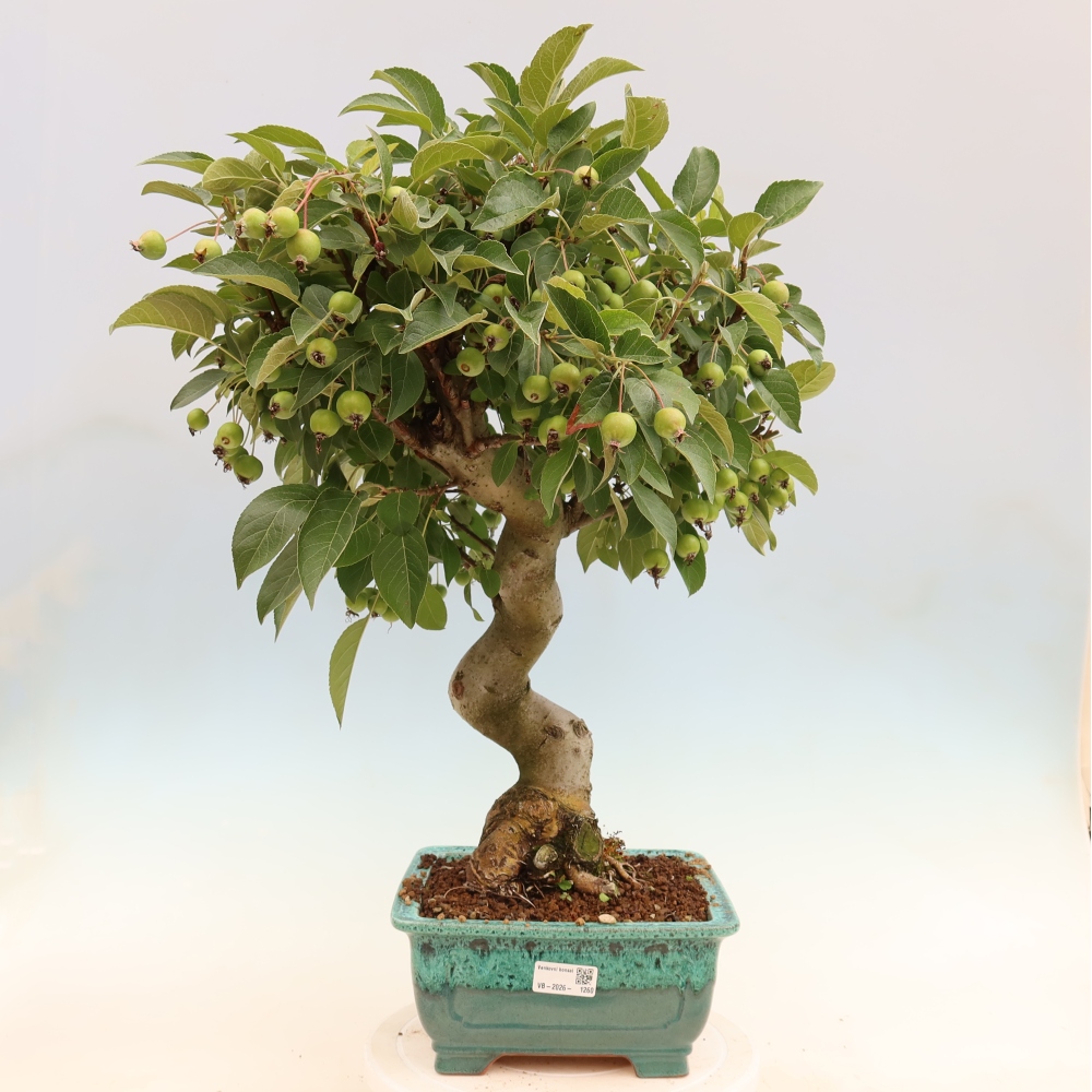 Venkovní bonsai -Malus halliana - Maloplodá jabloň
