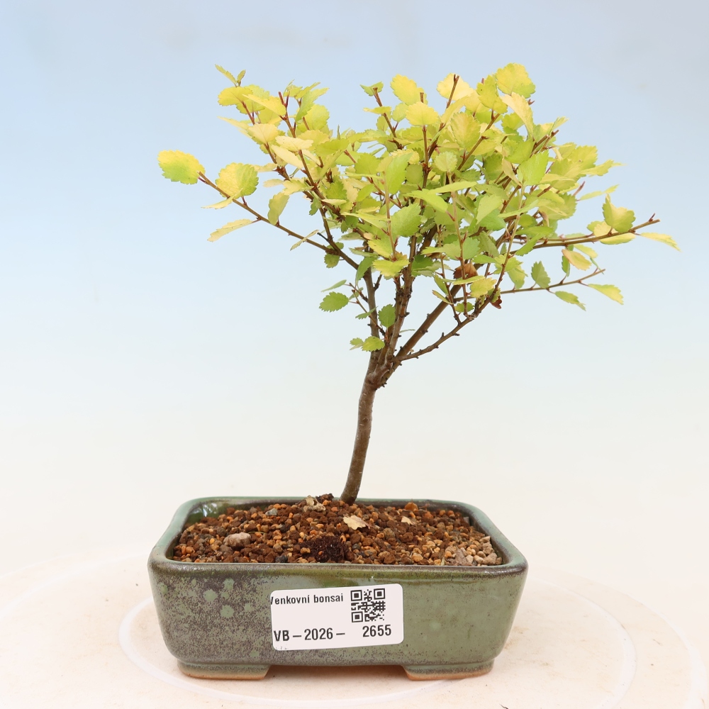Venkovní bonsai - bříza trpasličí - Betula NANA Golden Treasure
