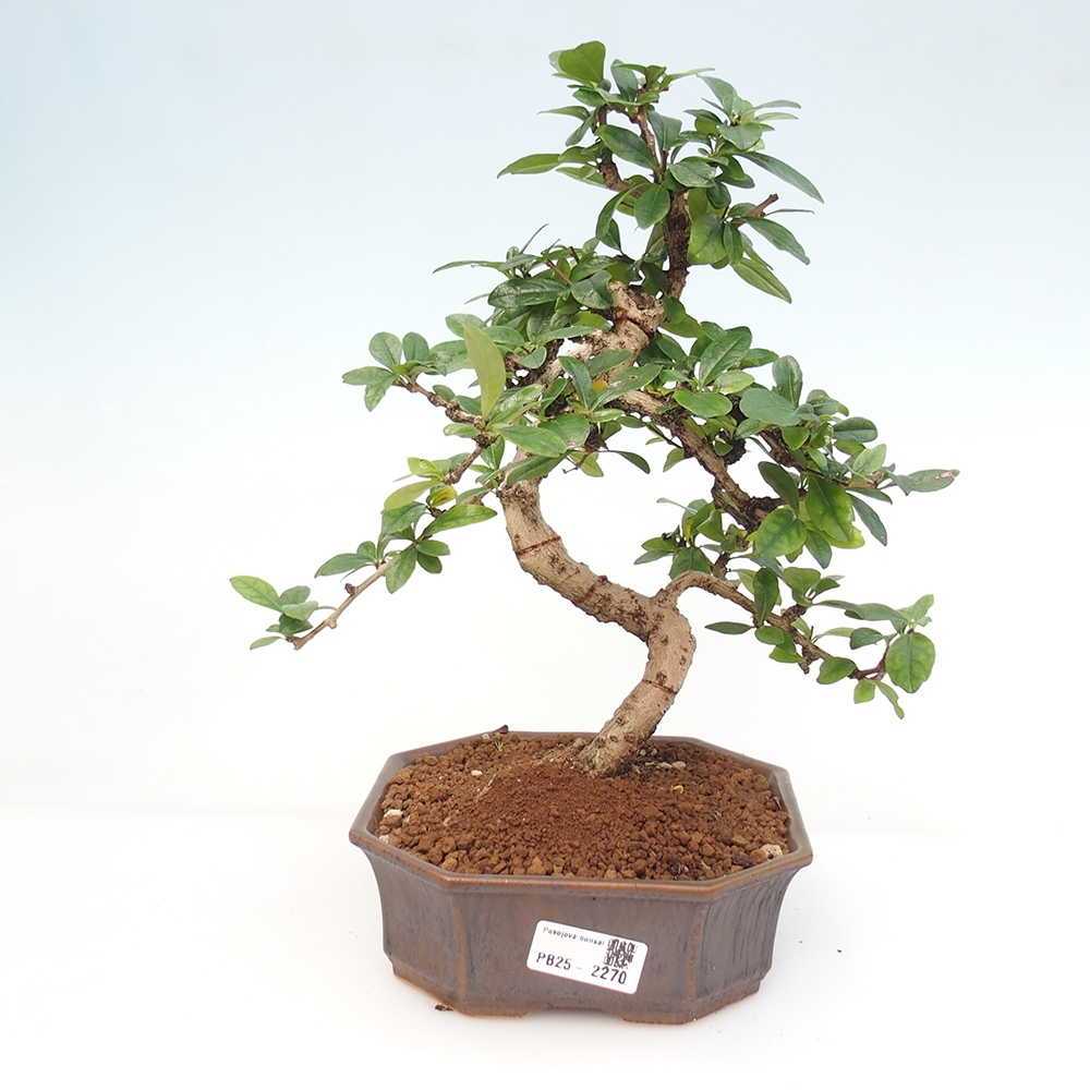 Pokojová bonsai - Carmona macrophylla - Čaj fuki