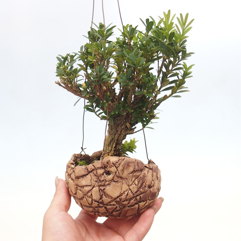 Kokedama v keramice - Buxus harlandii - korkový buxus