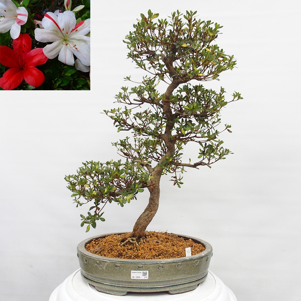 Venkovní bonsai - Japonská azalka - Azalea Nishikie