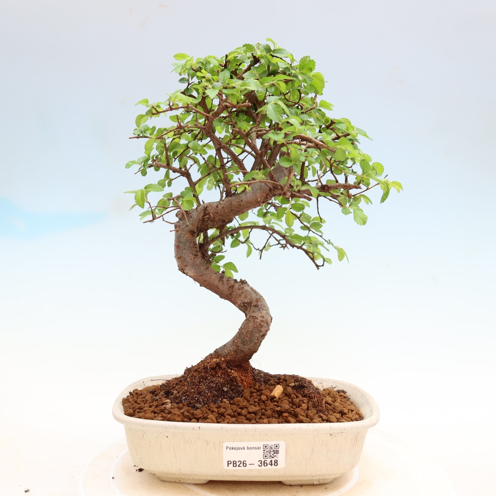 Pokojová bonsai - Ulmus parvifolia - Malolistý jilm