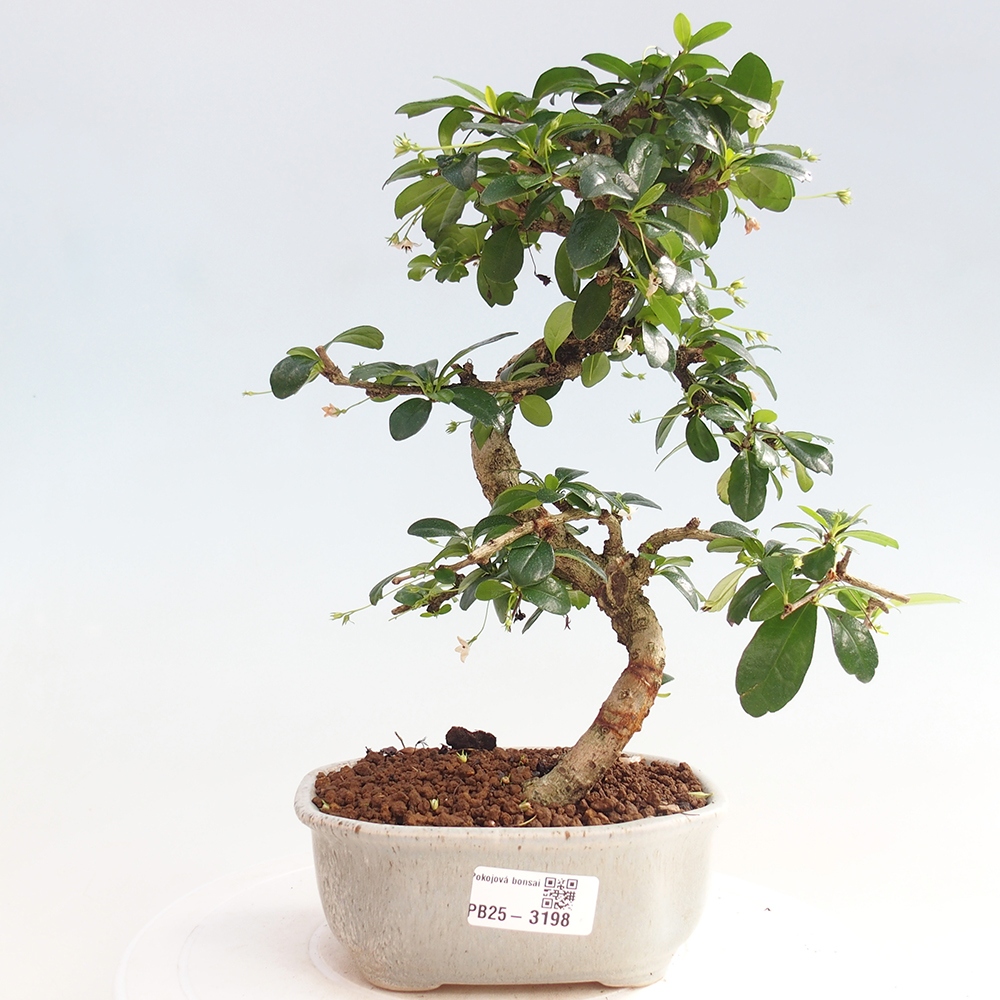 Pokojová bonsai - Carmona macrophylla - Čaj fuki