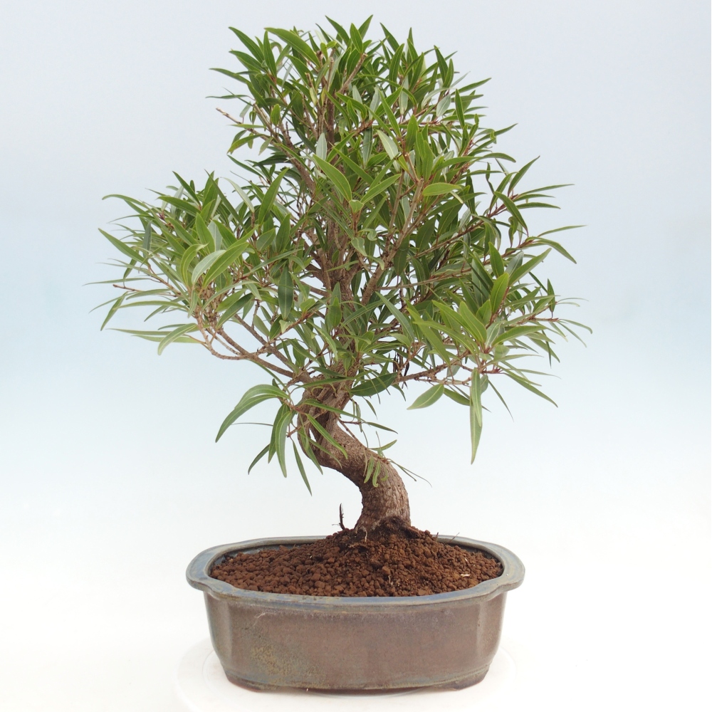 Pokojová bonsai - Ficus nerifolia -  malolistý fíkus