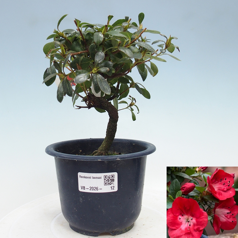 Venkovní bonsai - Japonská azalka - Azalea Benibeni