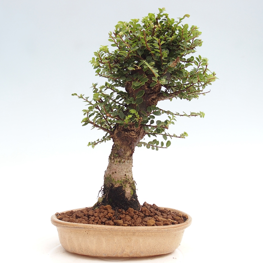 Venkovní bonsai - Ulmus parvifolia Hokkaido - jilm Čínský