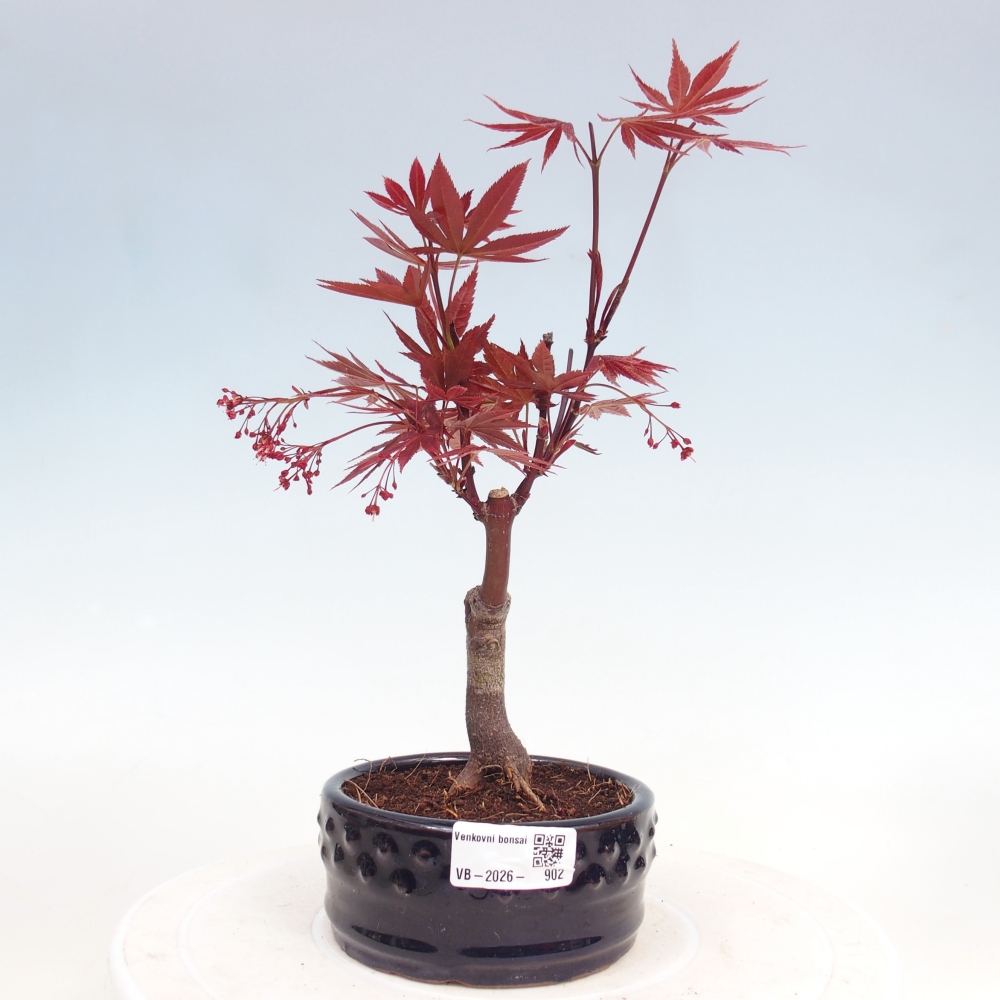 Venkovní bonsai - Acer palm. Atropurpureum-Javor dlanitolistý