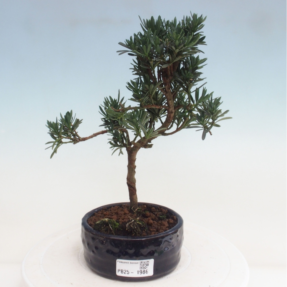 Pokojová bonsai - Podocarpus - Kamenný tis