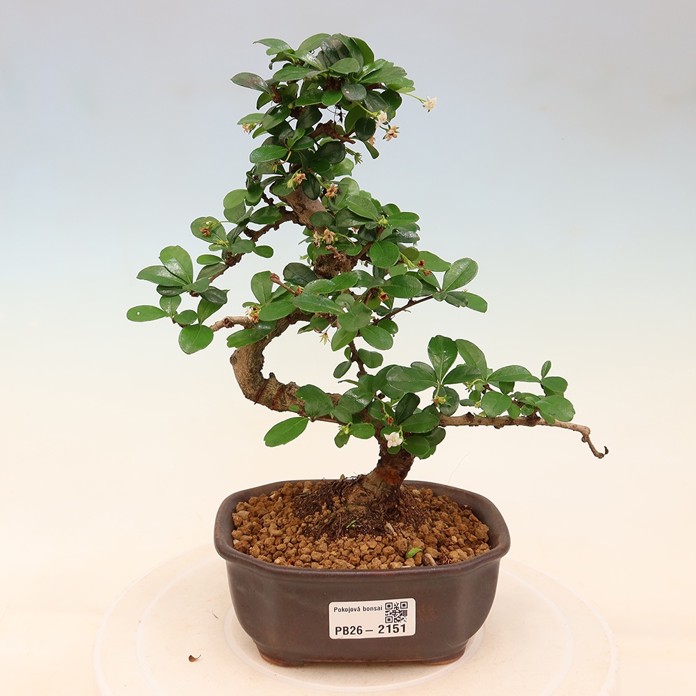 Pokojová bonsai - Carmona macrophylla - Čaj fuki