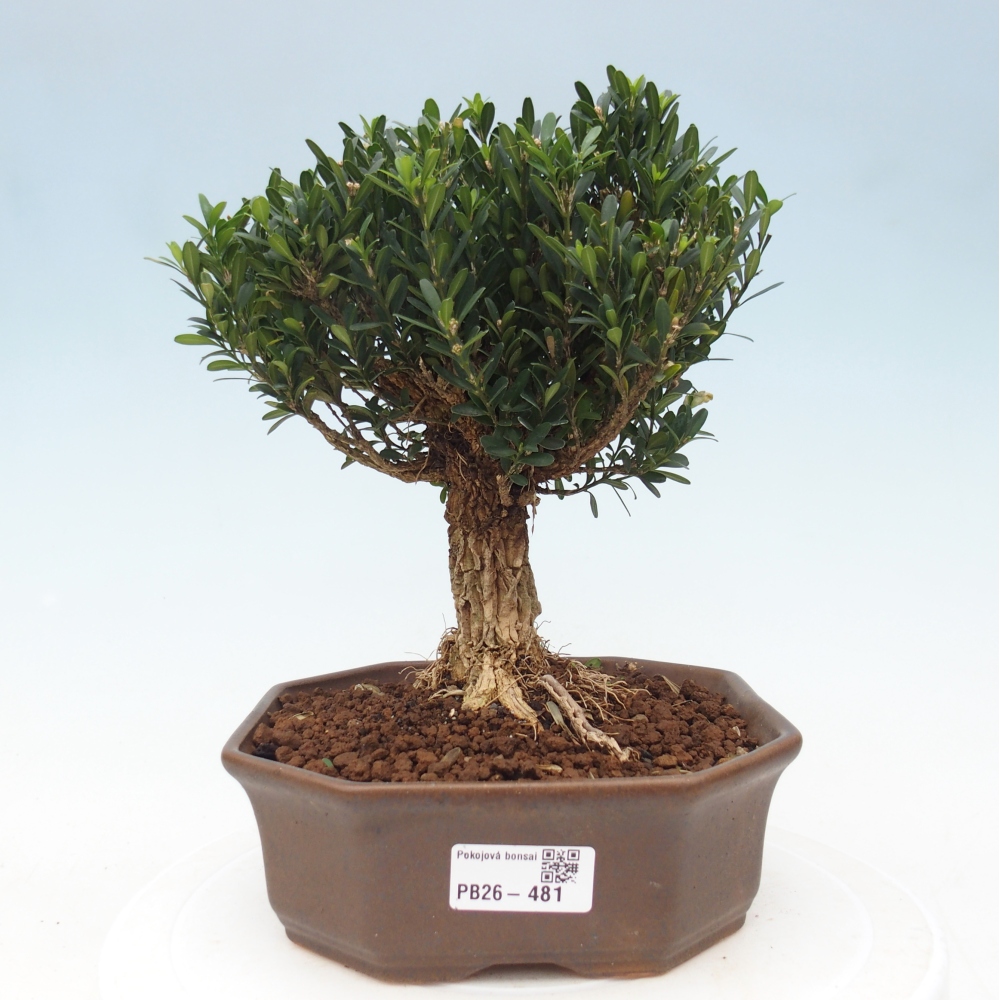 Pokojová bonsai - Buxus harlandii - korkový buxus
