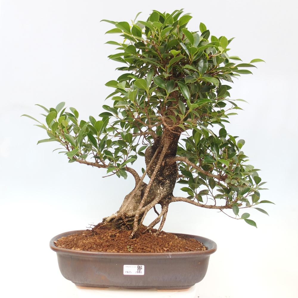 Pokojová bonsai - Ficus kimmen -  malolistý fíkus - POUZE OSOBNÍ ODBĚR nebo paletová přeprava