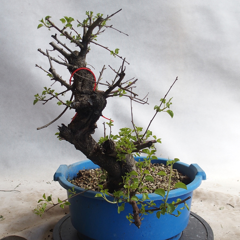Venkovní bonsai -Mahalebka - Prunus mahaleb