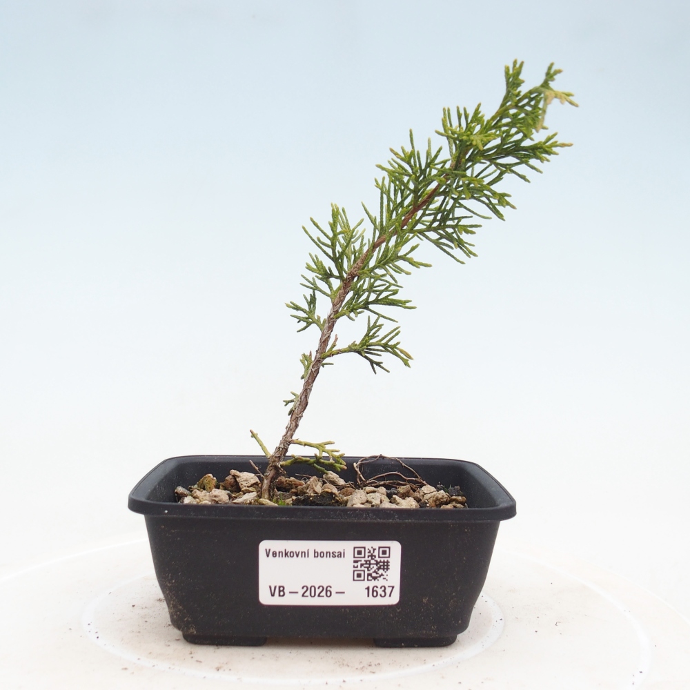 Venkovní bonsai - Juniperus chinensis Itoigawa -Jalovec čínský