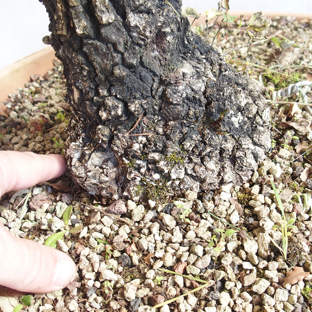 Venkovní bonsai Quercus Cerris - Dub Cer
