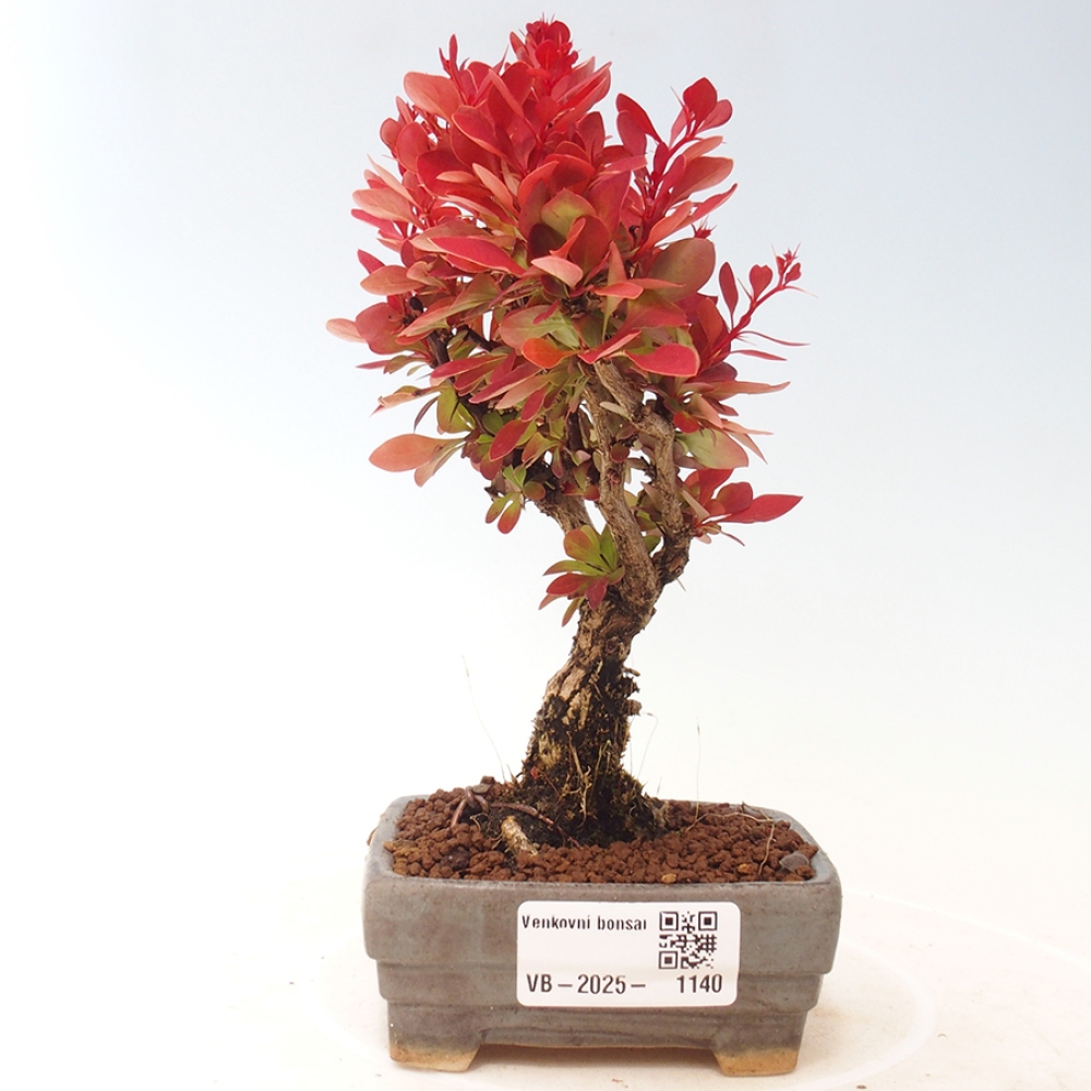 Venkovní bonsai - Berberis thunbergii Kobold - Dřištál Thunbergův