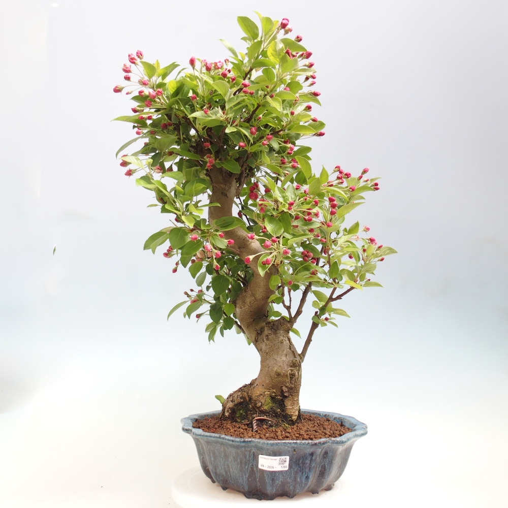Venkovní bonsai -Malus halliana - Maloplodá jabloň