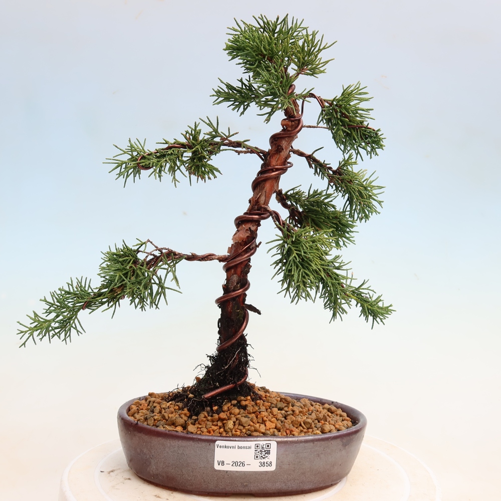 Venkovní bonsai - Juniperus chinensis Kishu -Jalovec čínský