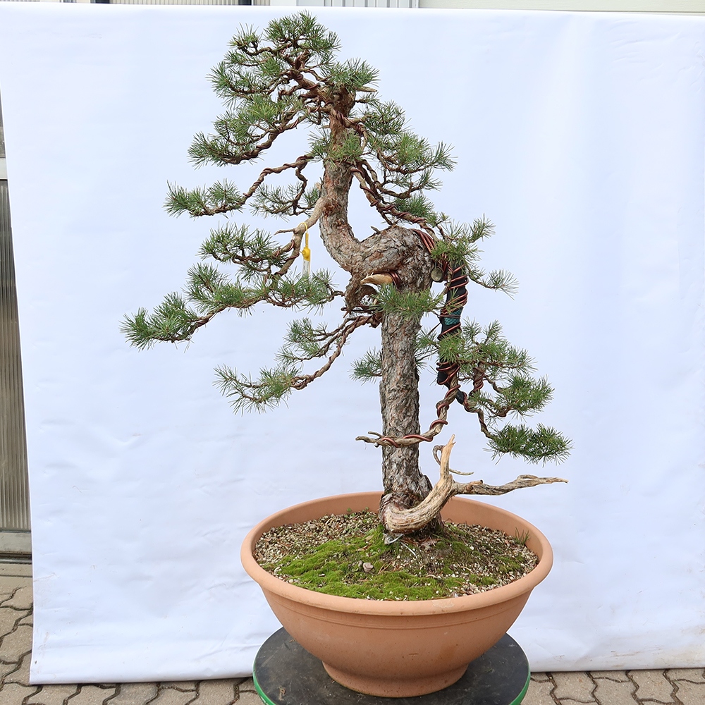 Pinus sylvestris Španělsko - borovice lesní