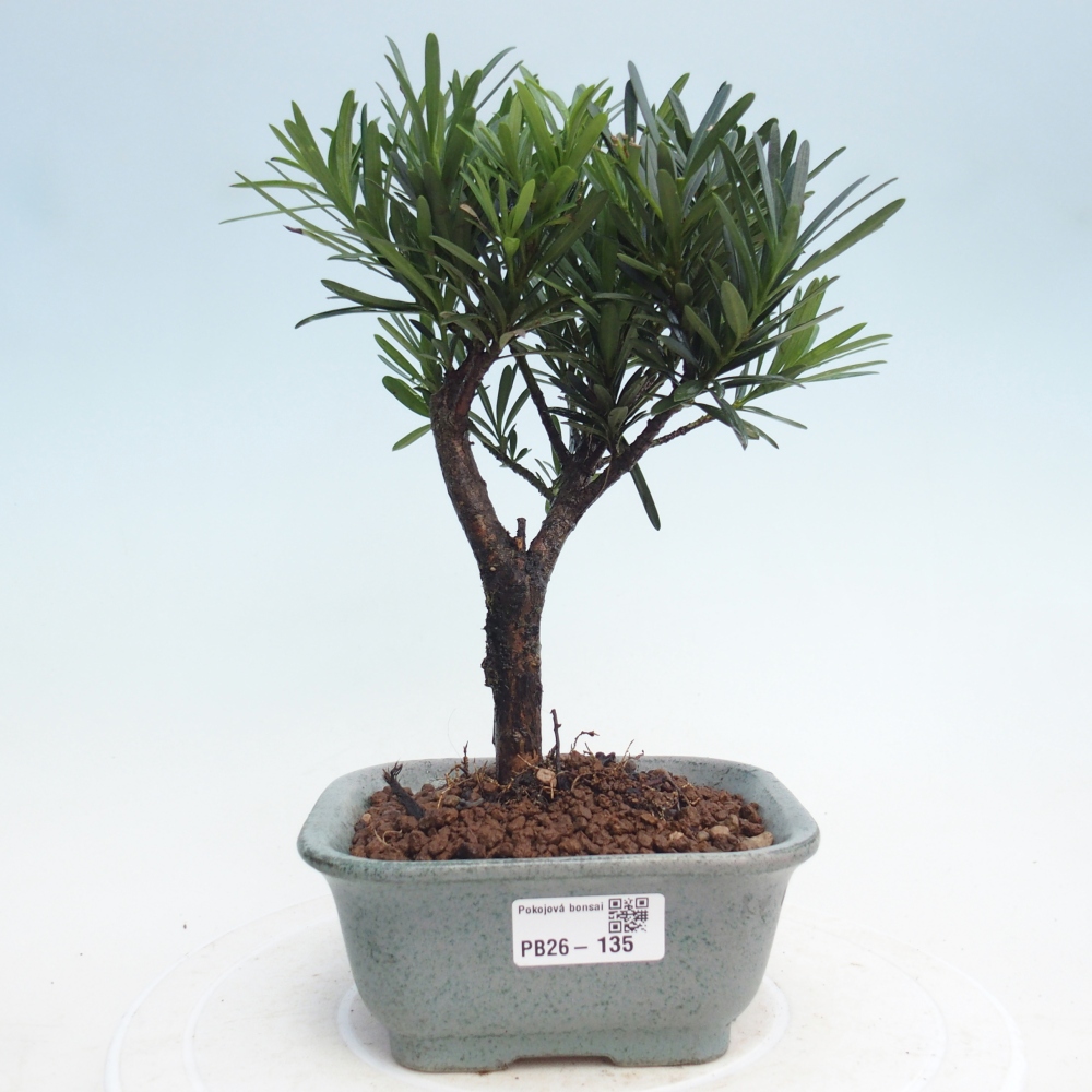 Pokojová bonsai - Podocarpus - Kamenný tis