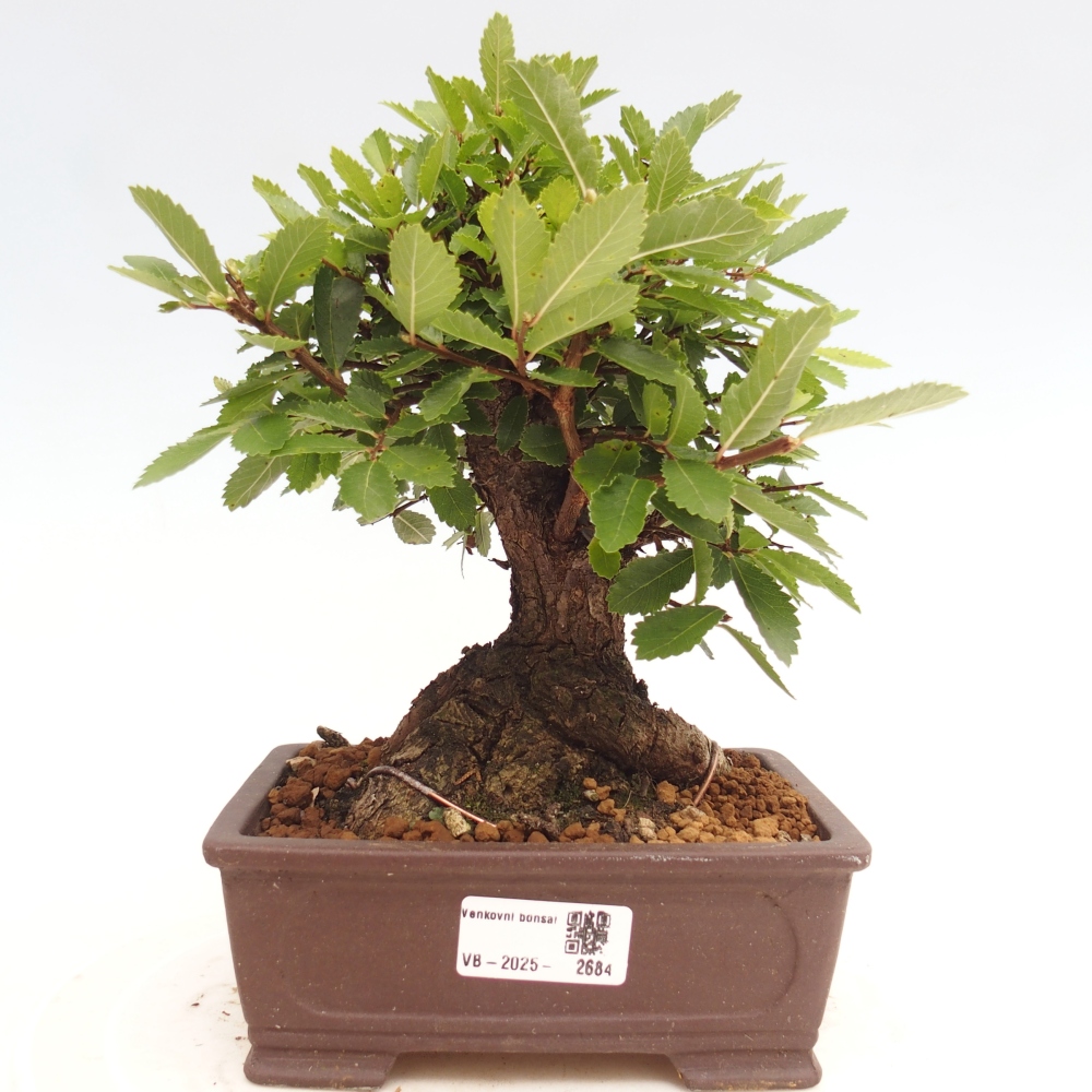 Venkovní bonsai - Zelkova - Zelkova NIRE