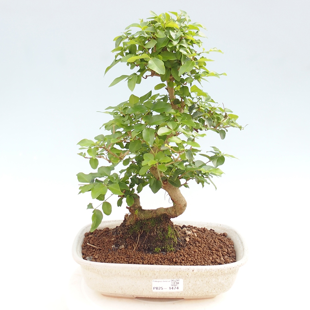 Pokojová bonsai -Ligustrum chinensis - Ptačí zob