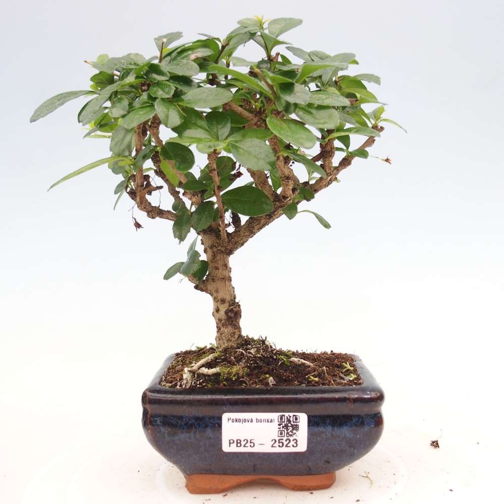 Pokojová bonsai - Carmona macrophylla - Čaj fuki