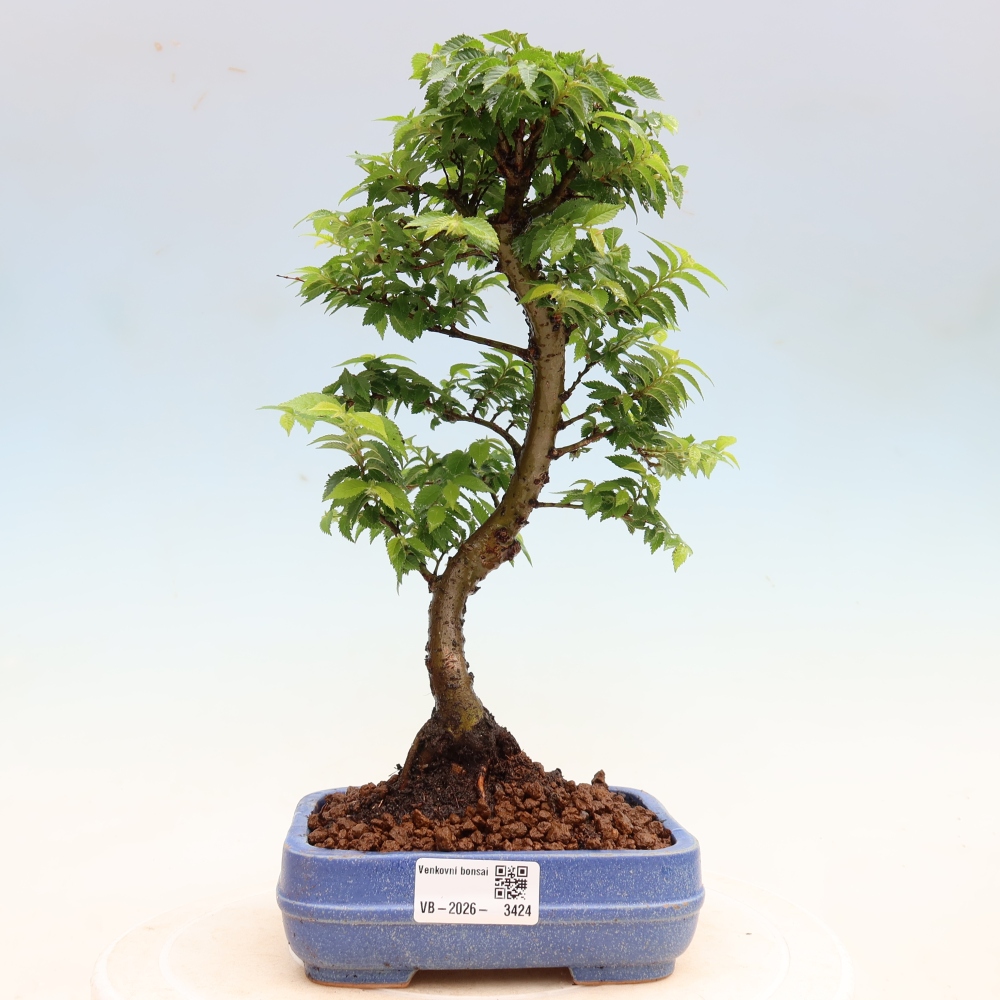 Venkovní bonsai - Ulmus Jacqueline Hillier - Jilm nádherný