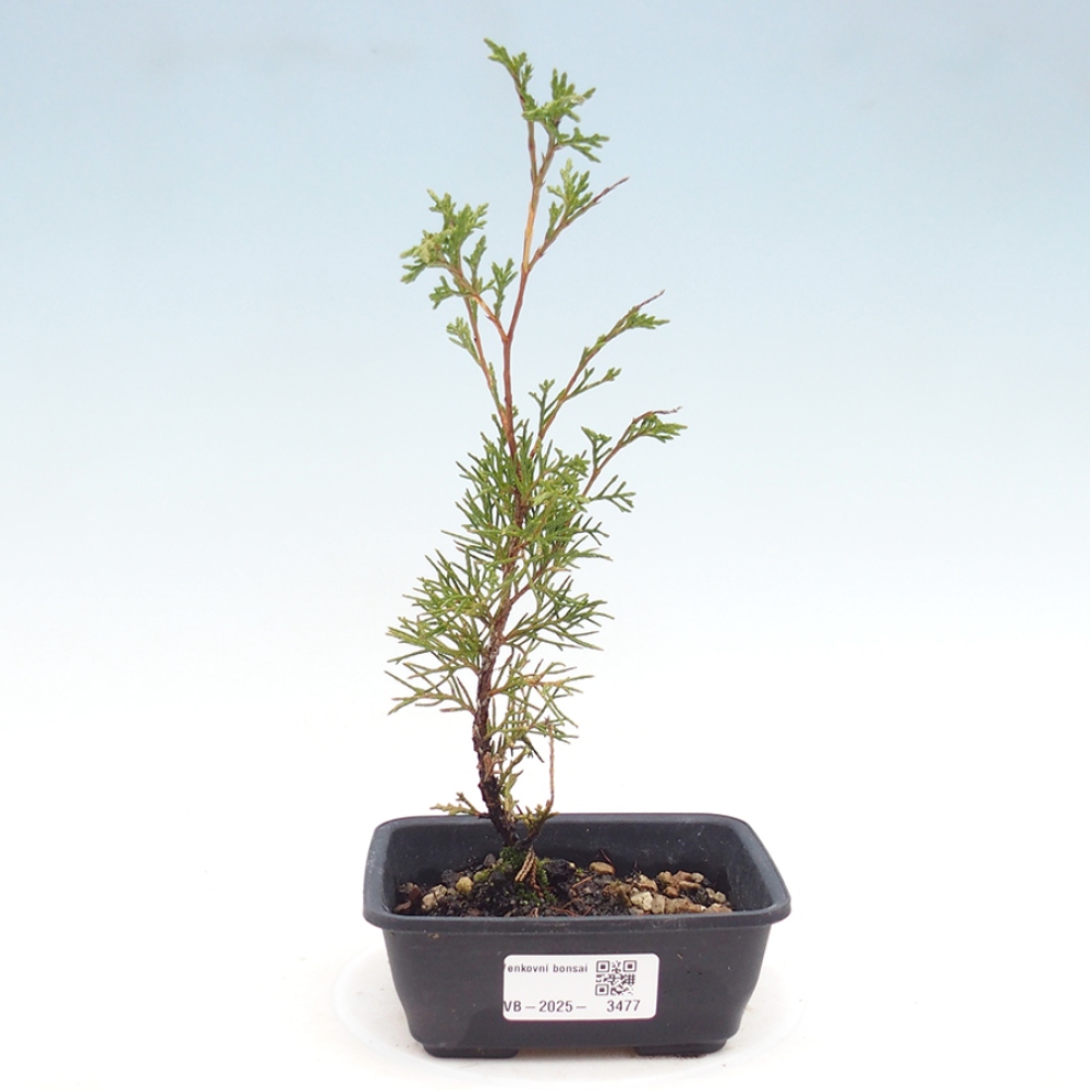 Venkovní bonsai - Juniperus chinensis Itoigawa -Jalovec čínský