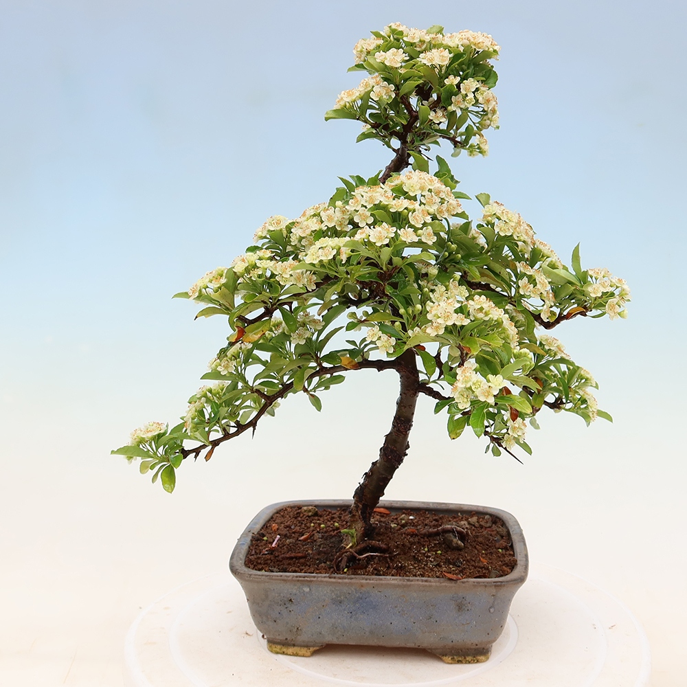 Venkovní bonsai - Pyracantha teton - Hlohyně šarlatová
