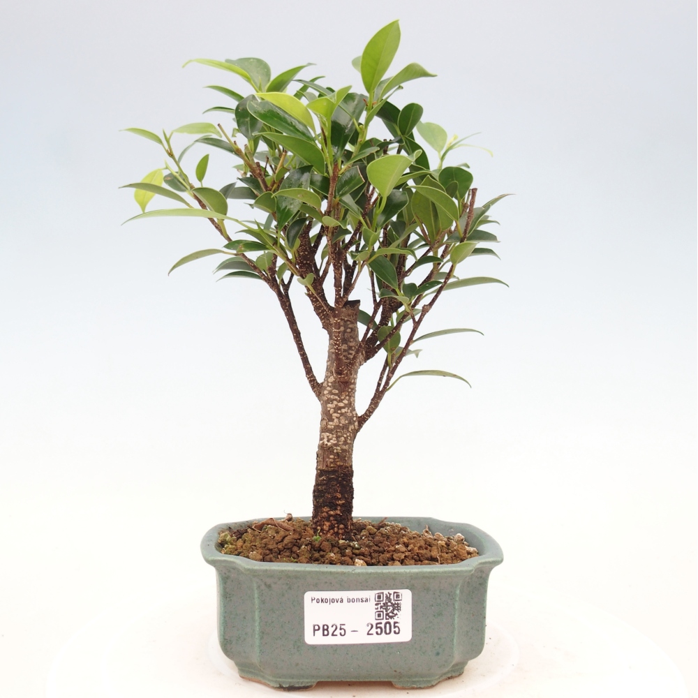 Pokojová bonsai Ficus retusa kimmen
