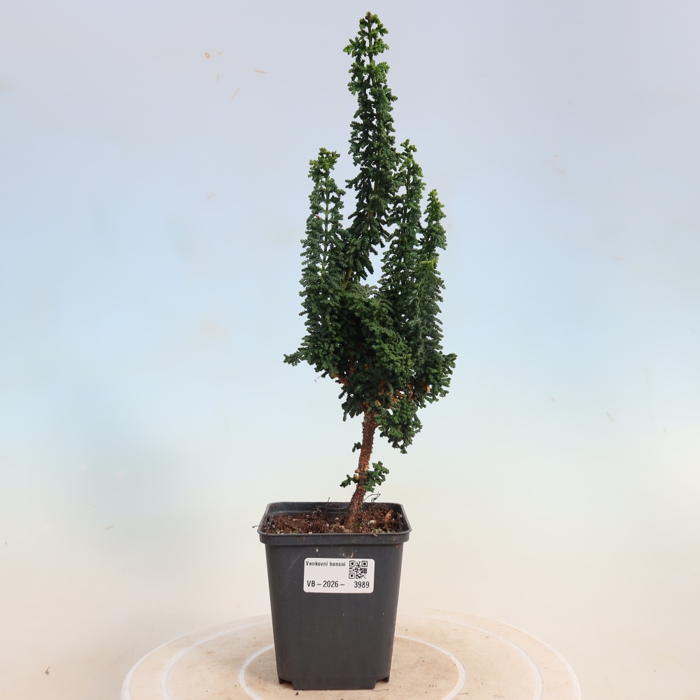 Venkovní bonsai - Cham. obtusa SEKKA HINOKI - Cypřišek