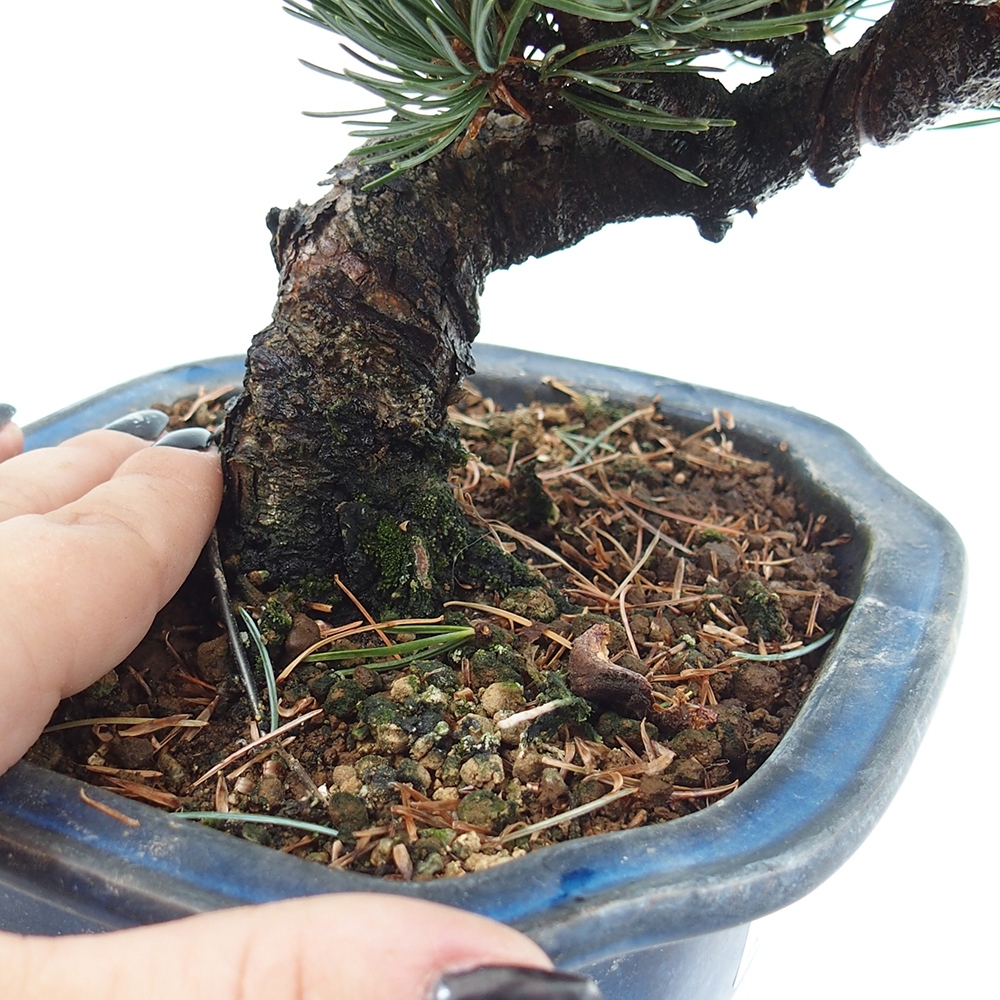 Venkovní bonsai - Pinus parviflora - Borovice drobnokvětá