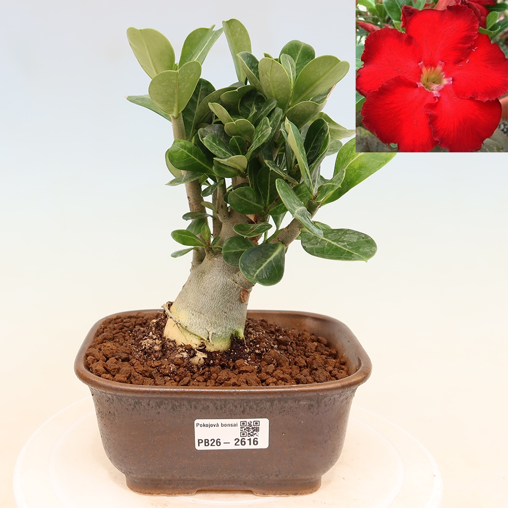Pokojová bonsai - Adenium obesum Red Star - Pouštní růže