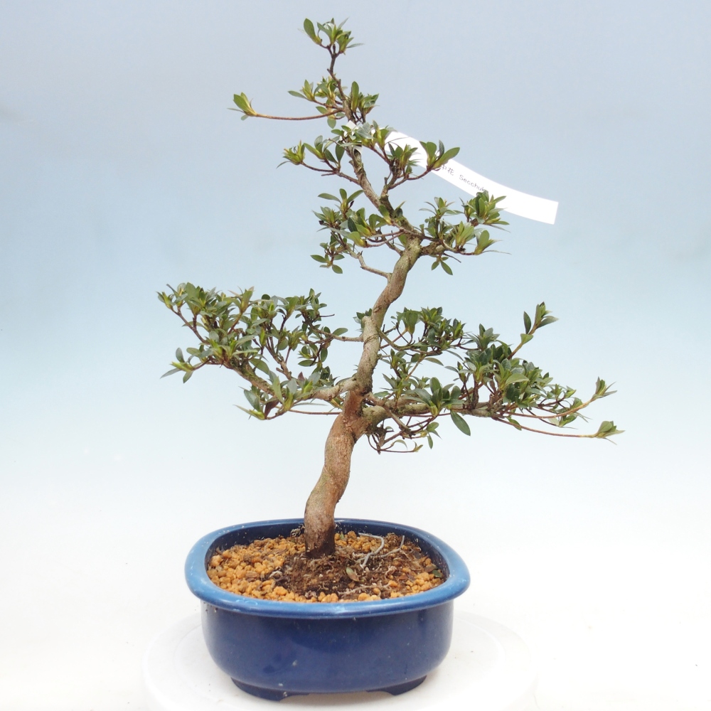 Venkovní bonsai - Japonská azalka - Azalea Secchuka
