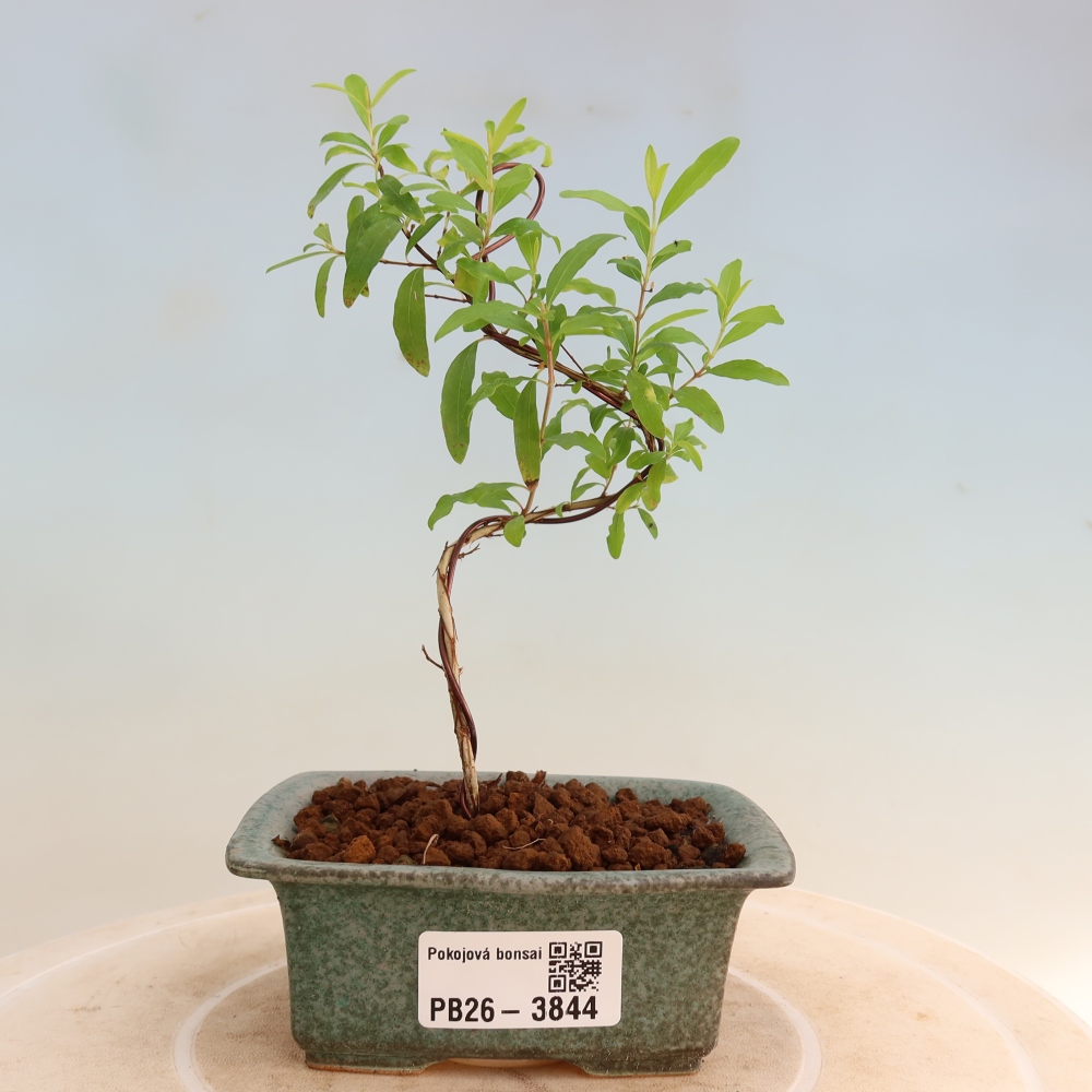 Pokojová bonsai-PUNICA granatum nana-Granátové jablko