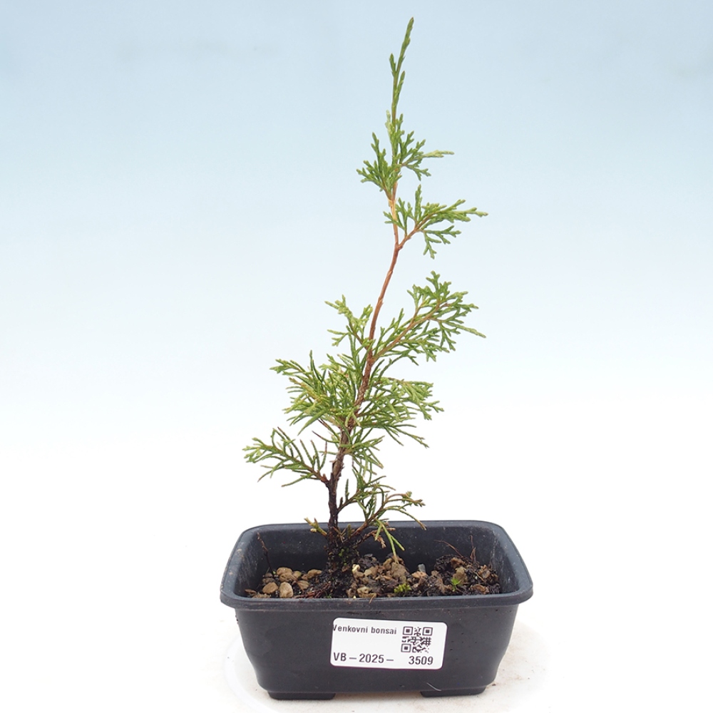 Venkovní bonsai - Juniperus chinensis Itoigawa -Jalovec čínský
