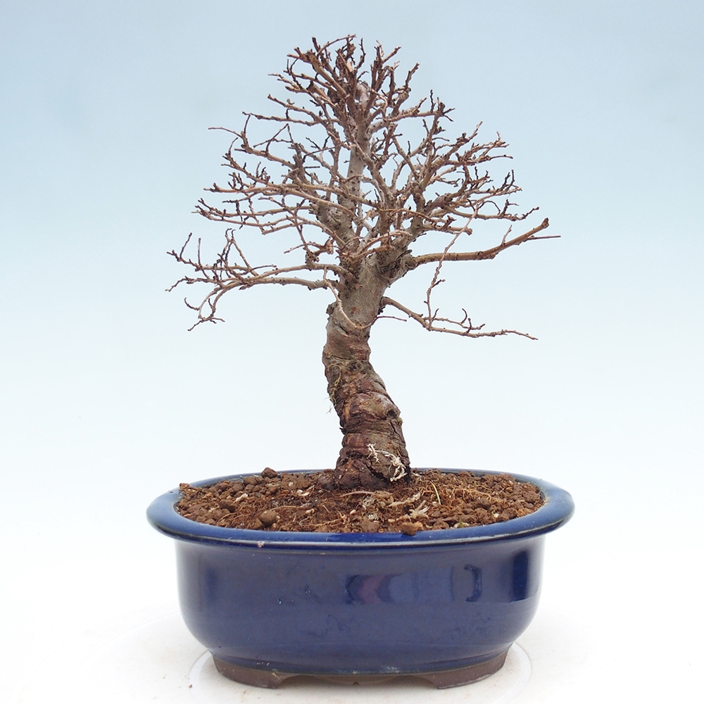 Venkovní bonsai - Zelkova - Zelkova NIRE