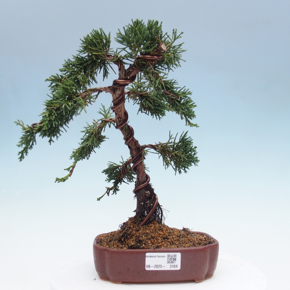 Venkovní bonsai - Juniperus chinensis Kishu -Jalovec čínský