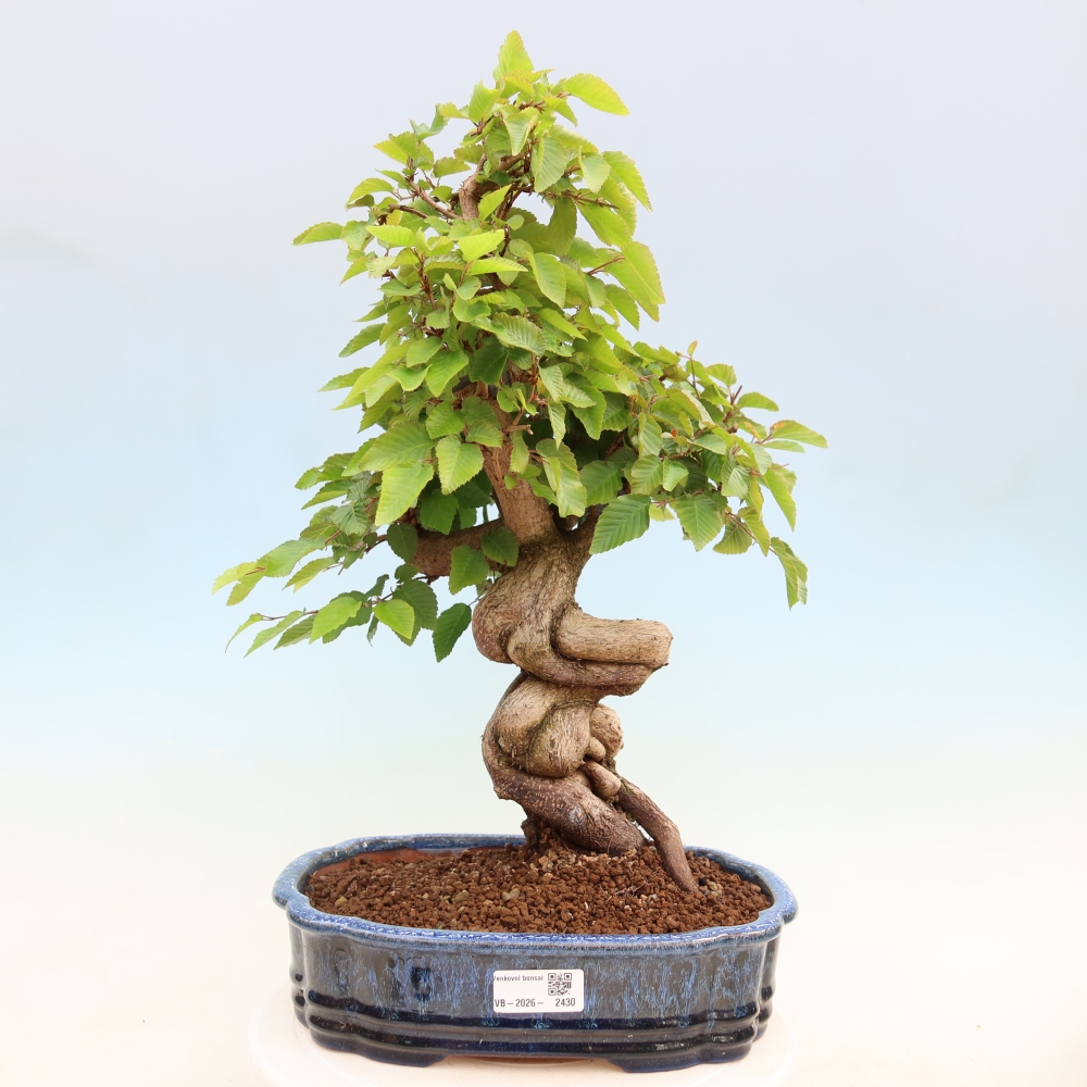 Venkovní bonsai -Carpinus Coreana - Habr korejský
