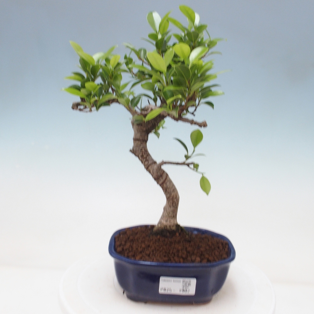 Pokojová bonsai - Ficus retusa -  malolistý fíkus