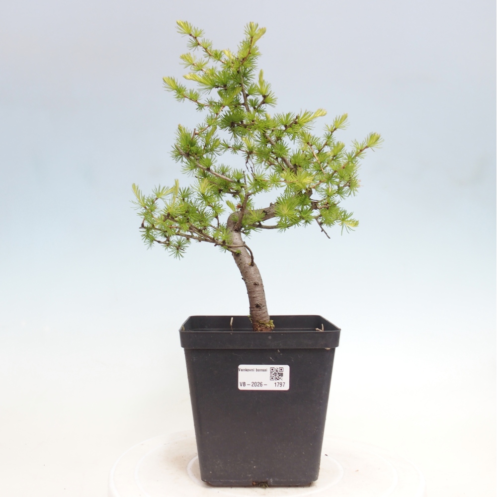 Venkovní bonsai -Larix decidua - Modřín opadavý 