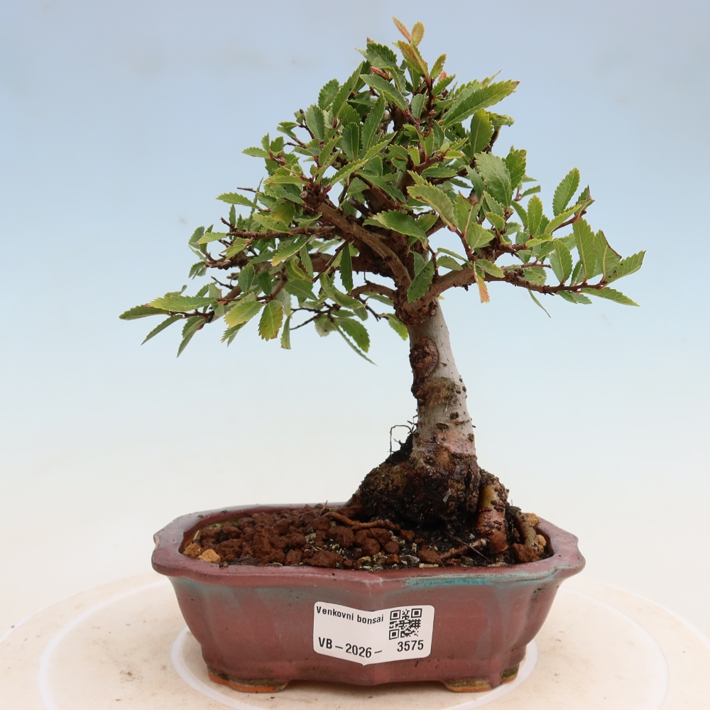 Venkovní bonsai - Zelkova - Zelkova NIRE