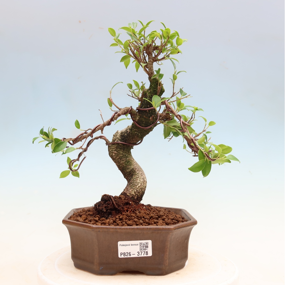 Pokojová bonsai - Ficus kimmen -  malolistý fíkus