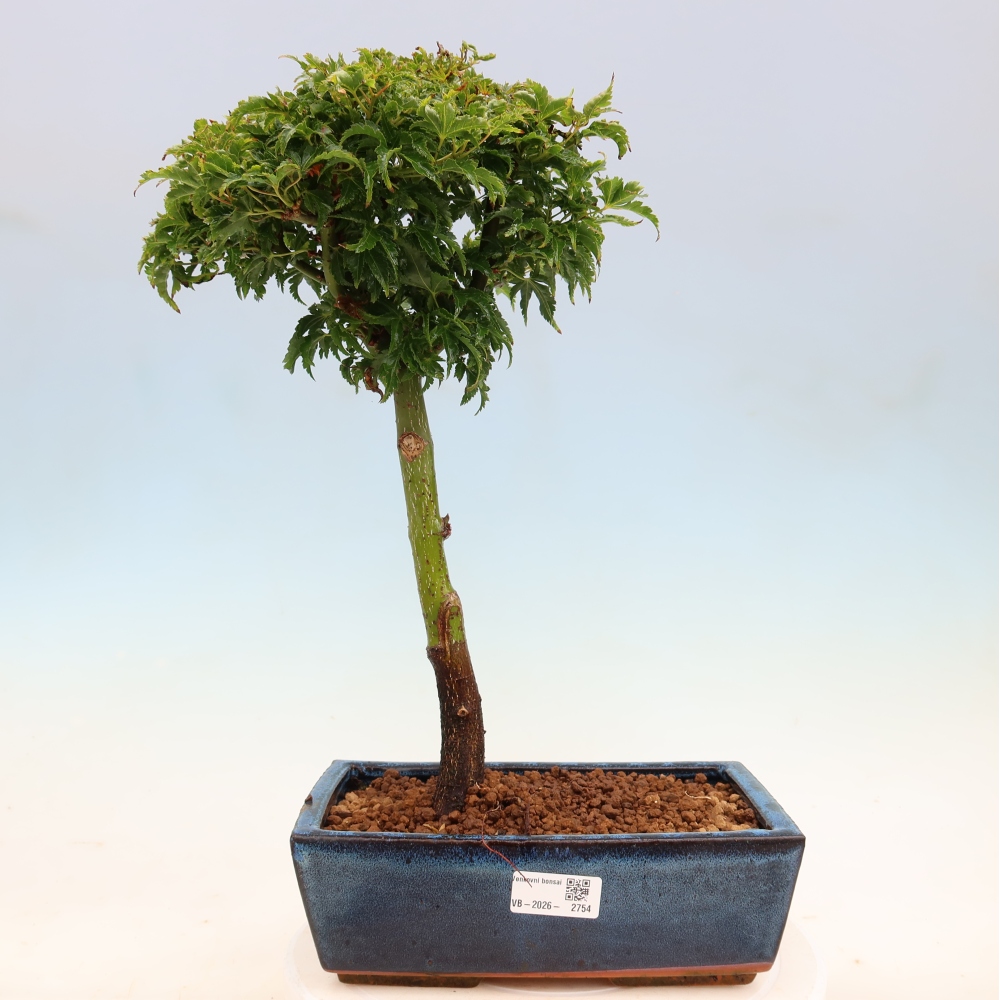Venkovní bonsai -Javor dlanitolistý Acer palmatum Shishigashira