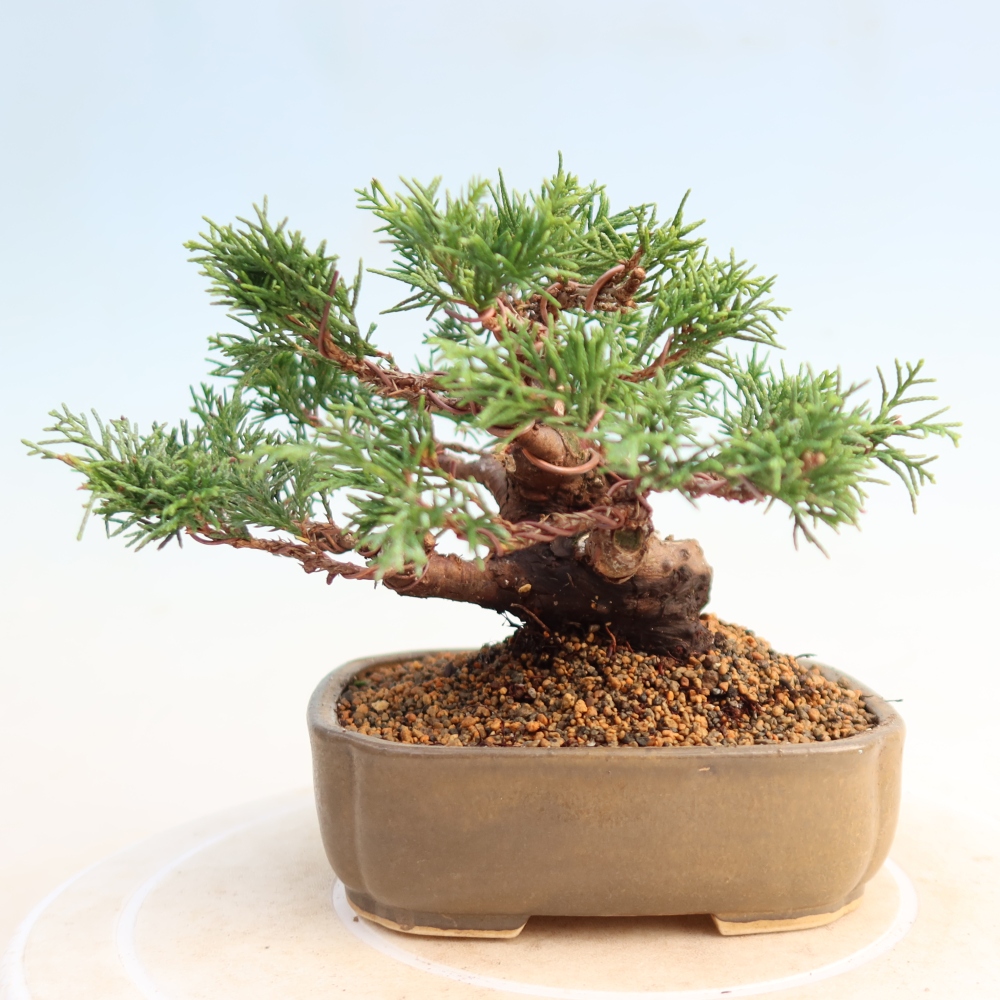 Venkovní bonsai - Juniperus chinensis Itoigawa -Jalovec čínský
